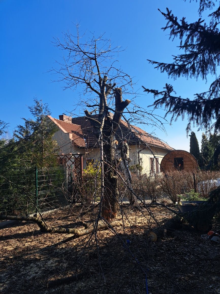 Witam, oferuję wycinki drzew,koszenie traw,mulczer itp.