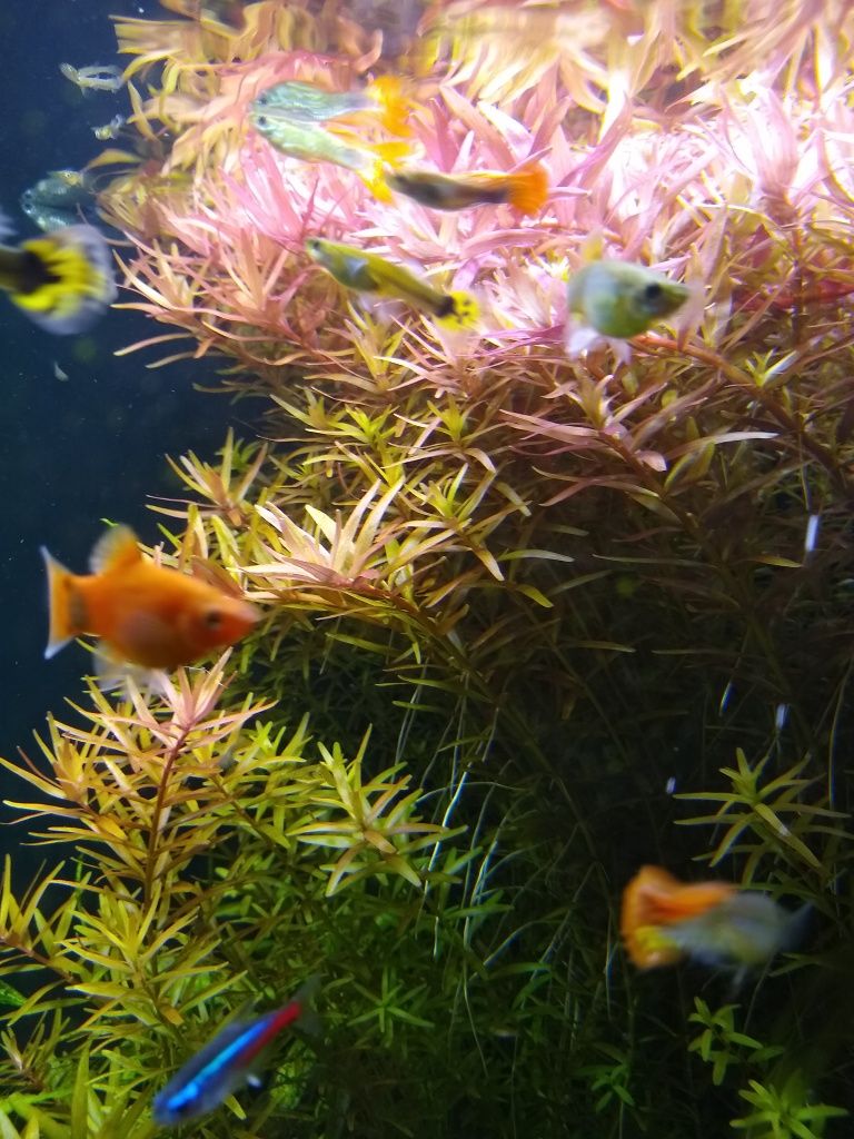 Rotala rośliny akwariowe