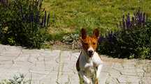 Cudna Sharon,  rudo biala sunia Basenji- do obioru, z rodowodem