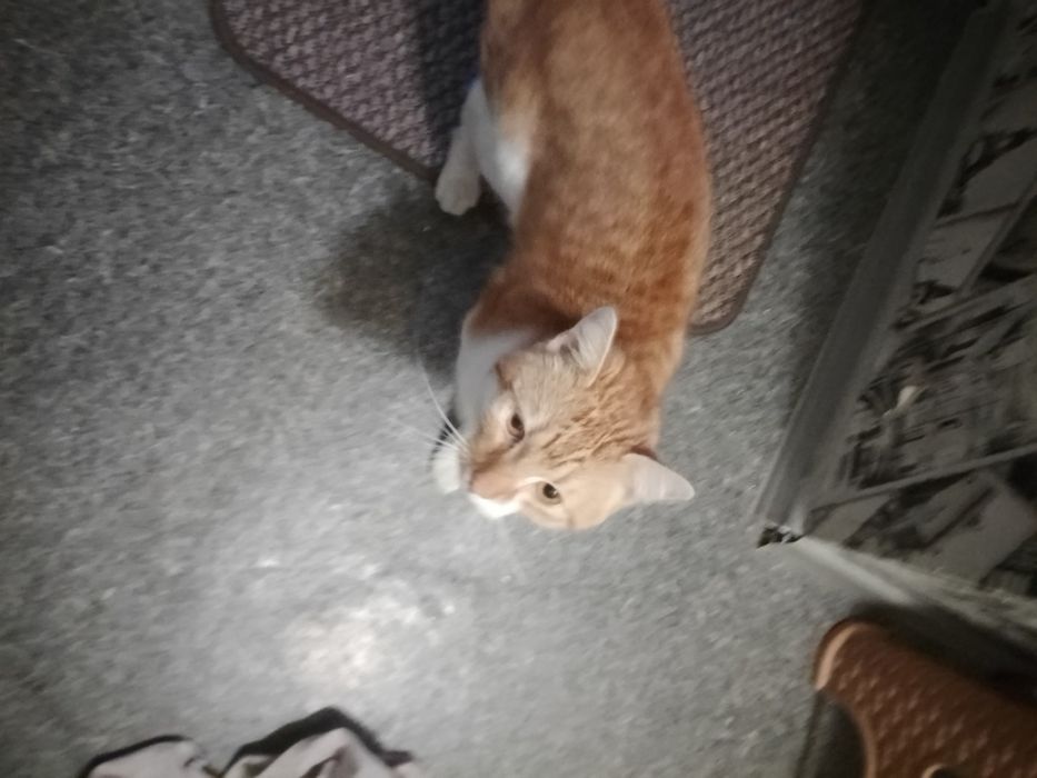 Рудий кіт шукає дім