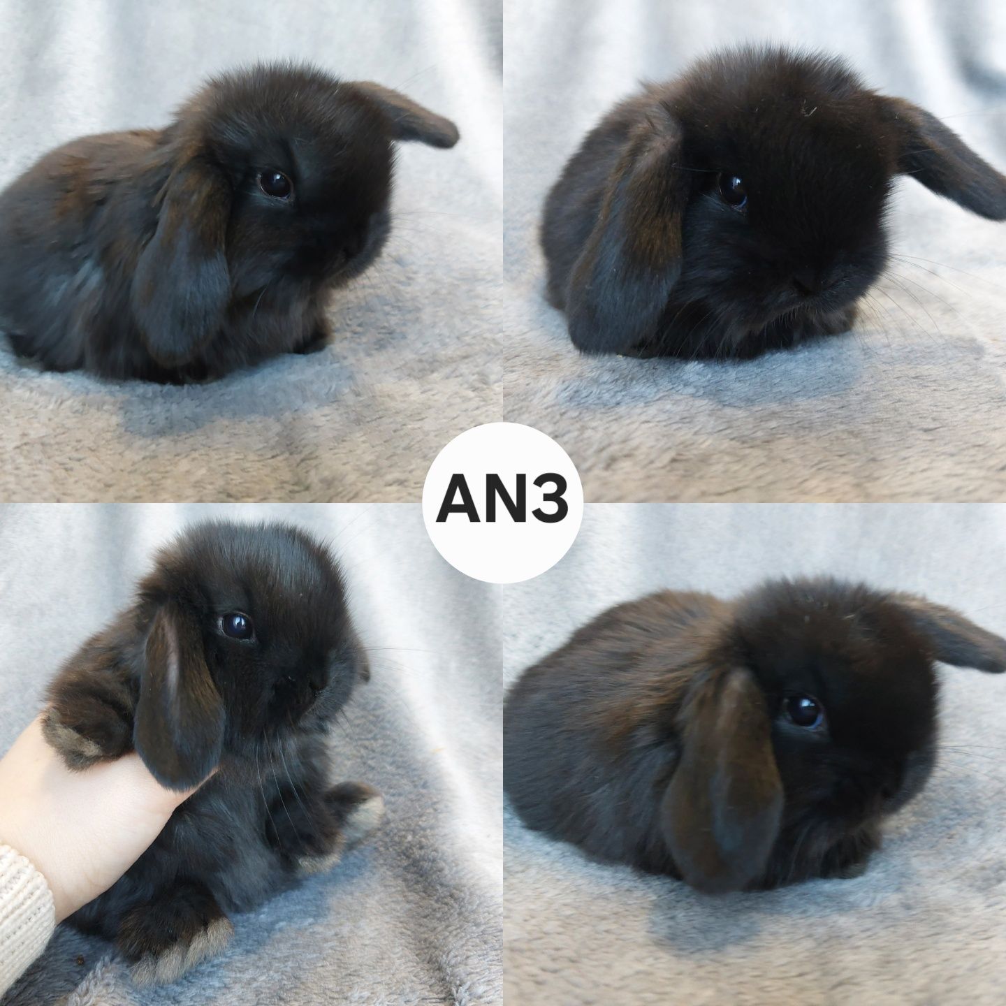 Królik Baranek Miniaturka MINI LOP