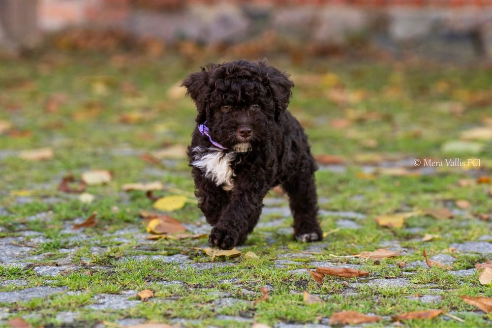 Lagotto romagnolo brązowa suczka