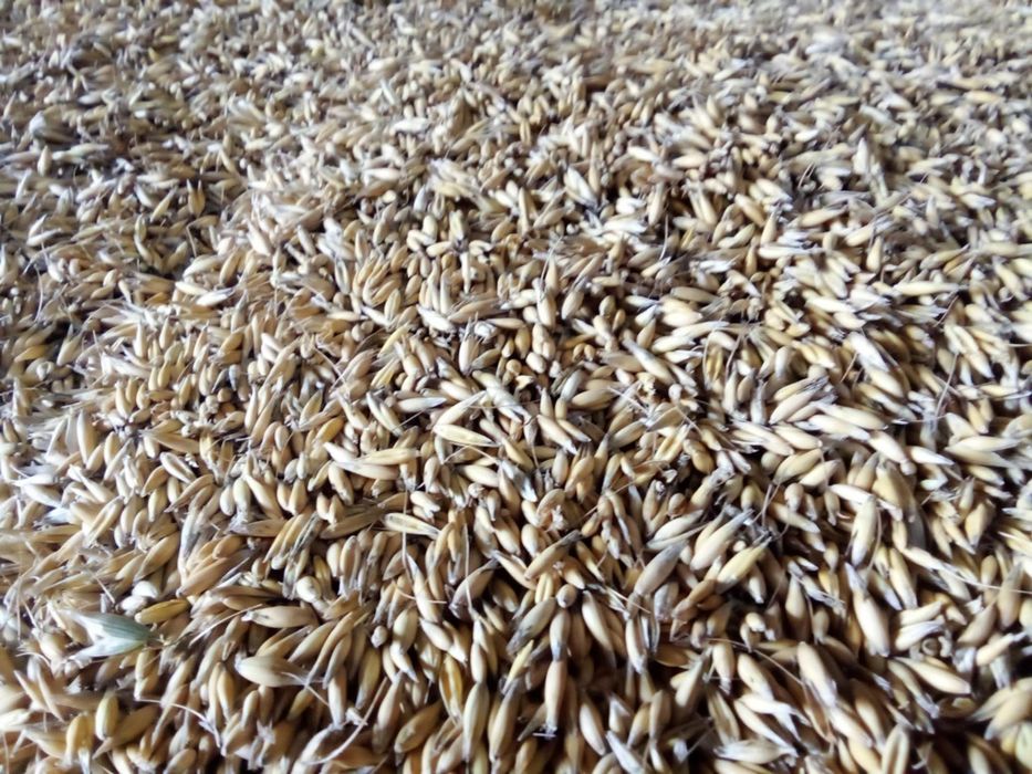 Owies Refleks / Reflex  zbior 2025