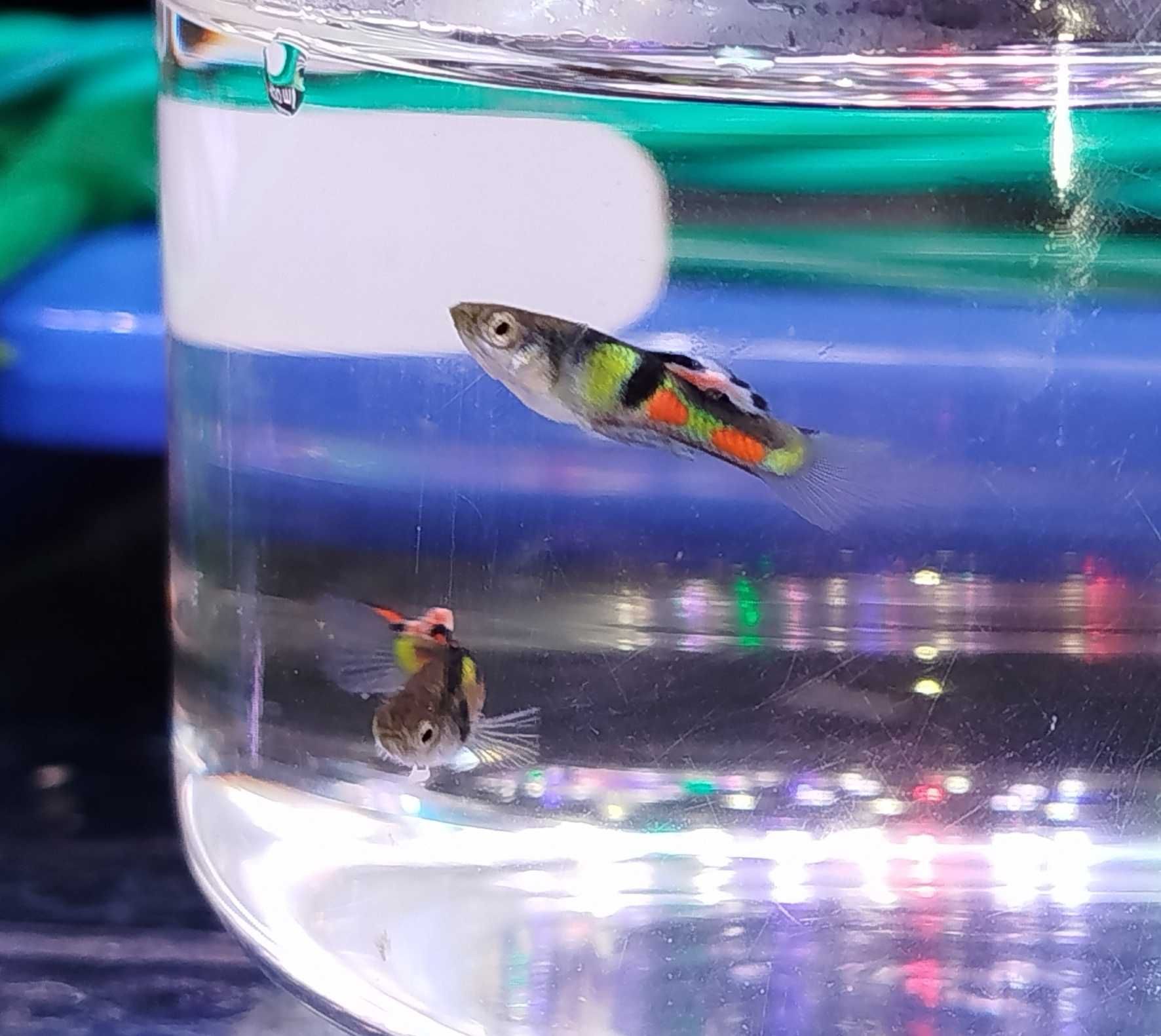 Guppys Endler "El Tigre"
