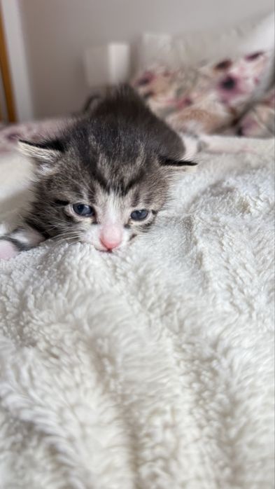 Gatinhos para adopção responsável