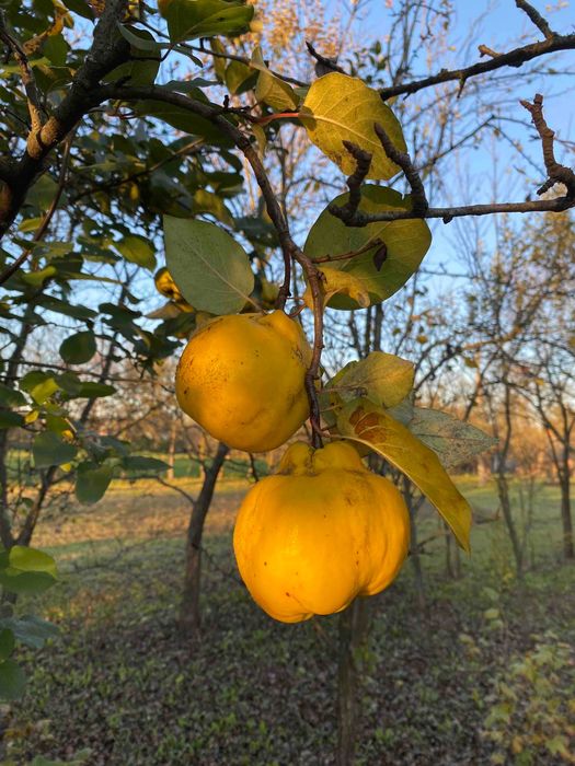 Айва з власного саду.