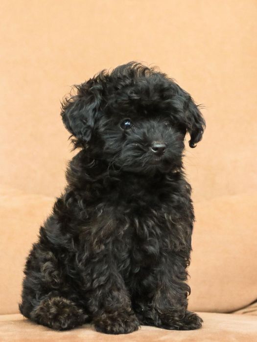 Мальтипу мальчик ф1 беби фейс