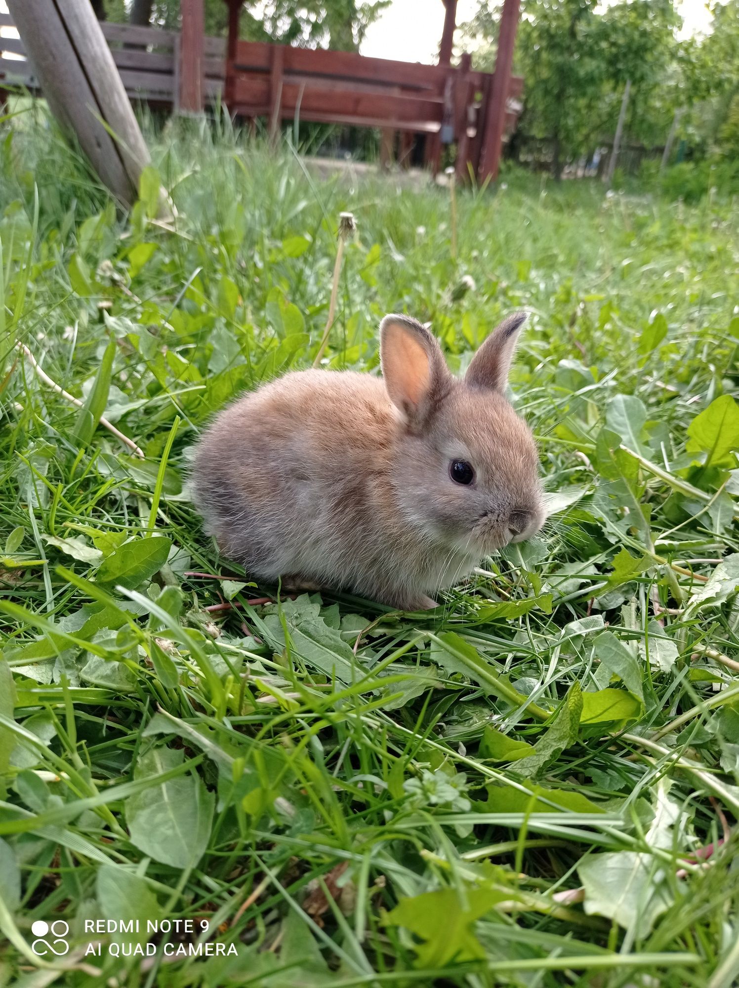 króliczki karzełki Teddy mini