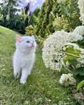 Ragdoll Cream  Bicolour – kocurek z rodowodem FPL