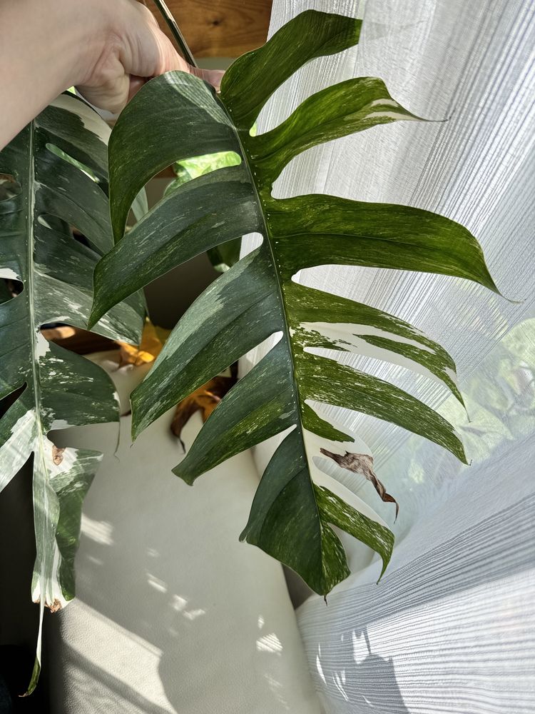 Epipremnum pinnatum variegata gigant