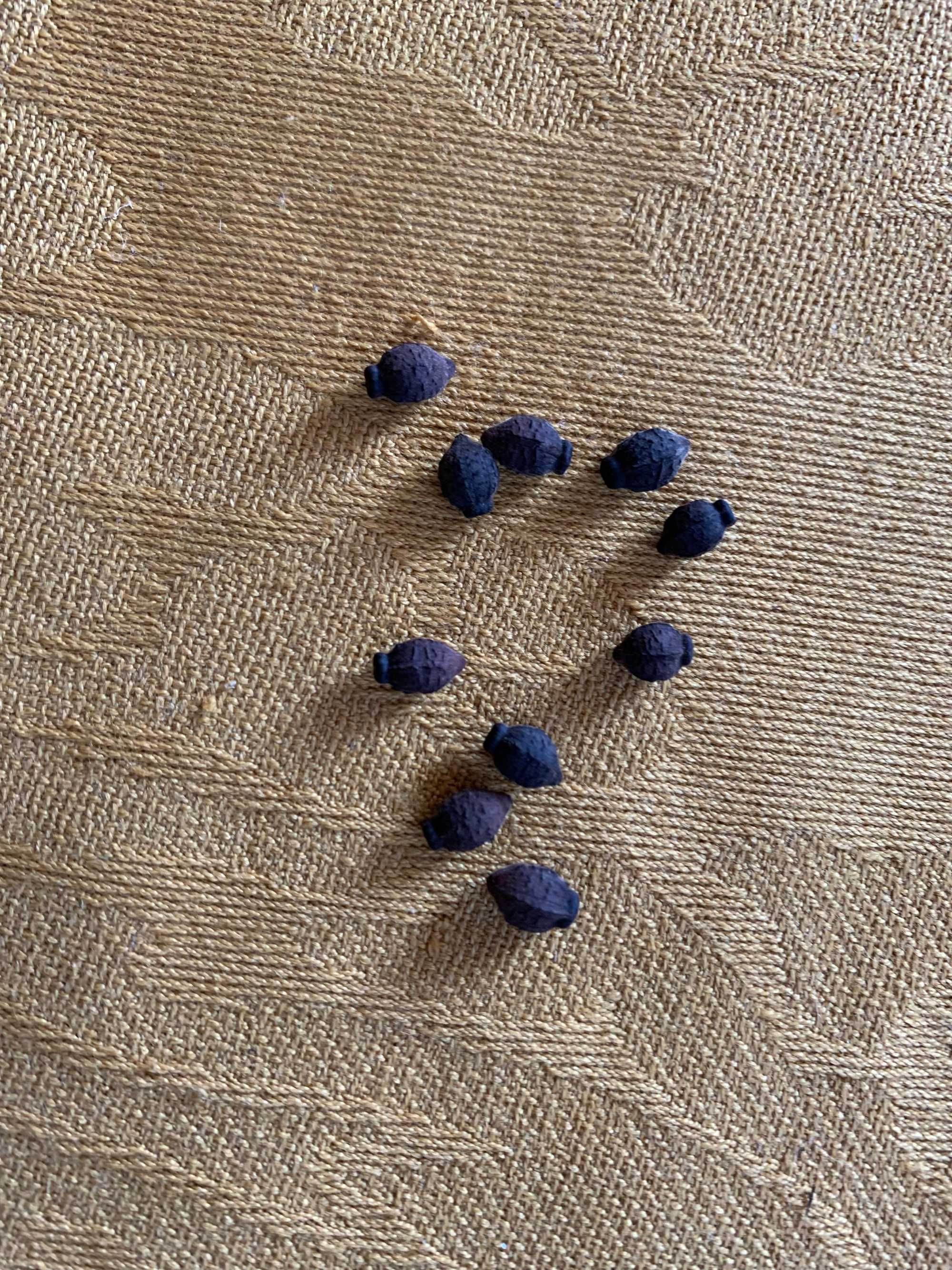 Dziwaczek wielobarwny Jalapa mix - nasiona 2024r.