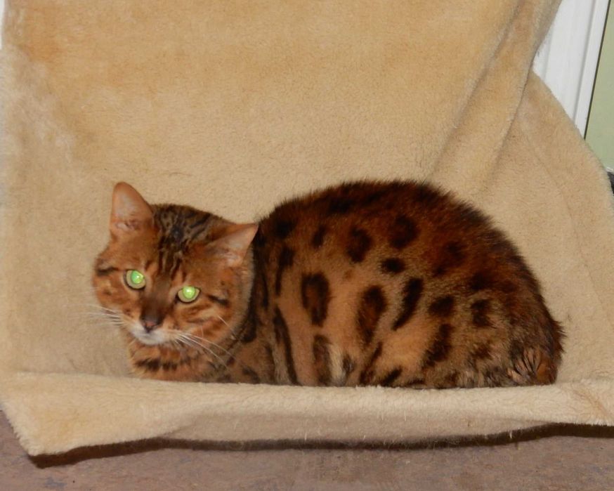 Kot Bengalski grzecznościowo aktualne - porzucony