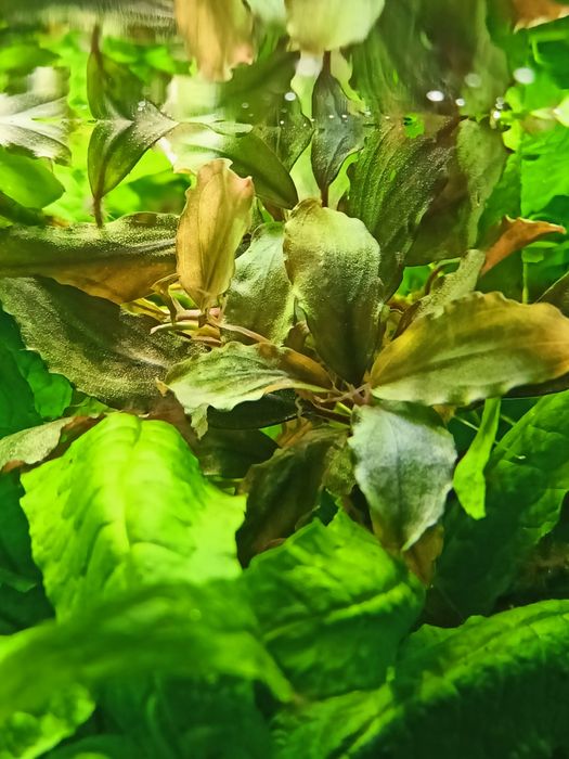 Bucephalandra silver powder