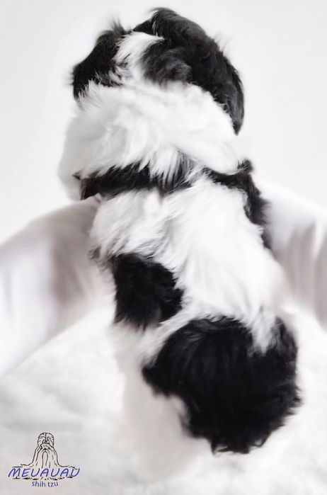 Filhote Macho Shih Tzu