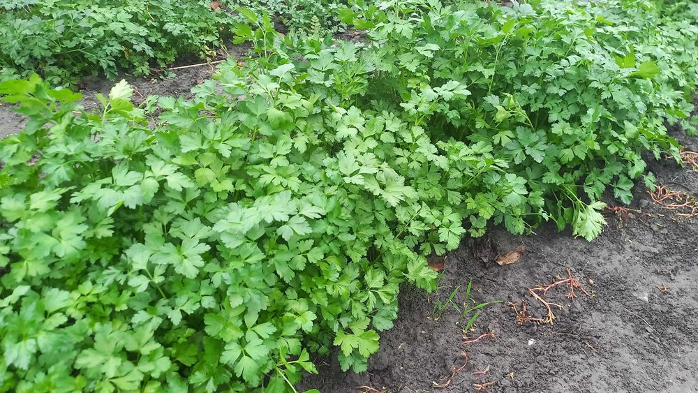 Домашняя петрушка свежая- 80 грн. Тыква -15 грн