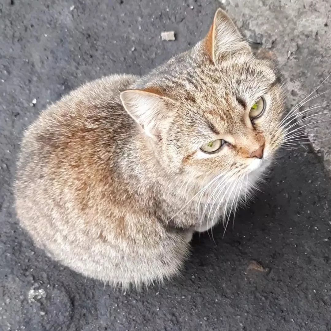 Отдам кошку лесного окраса, метис британки, стерилизована, 2 года