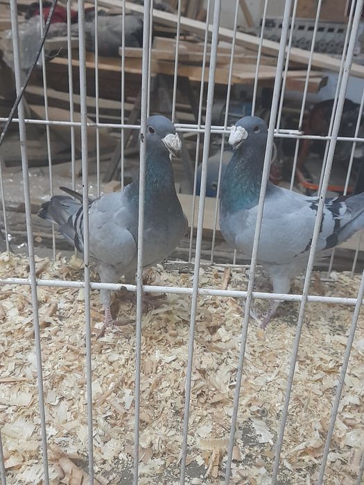 Para niemiecko wystawowe