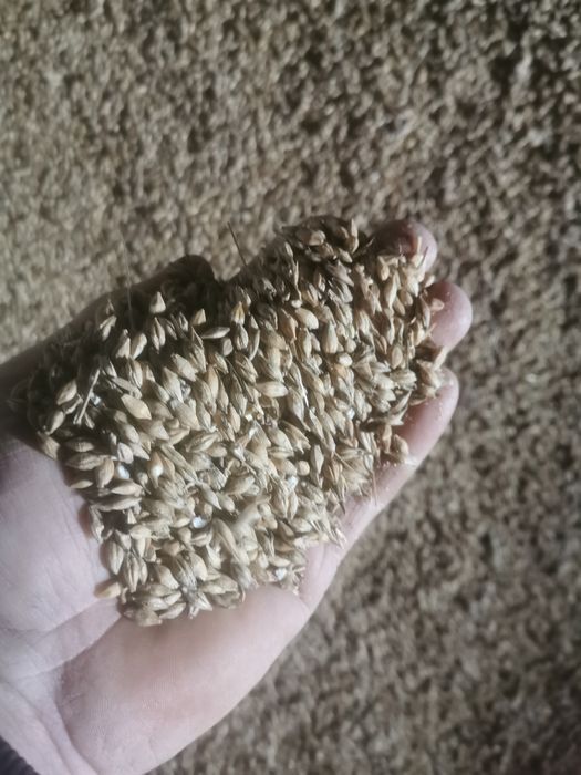 Sprzedam jęczmień jary 800zl