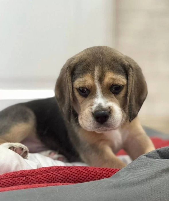 Собачка бігль дівчина