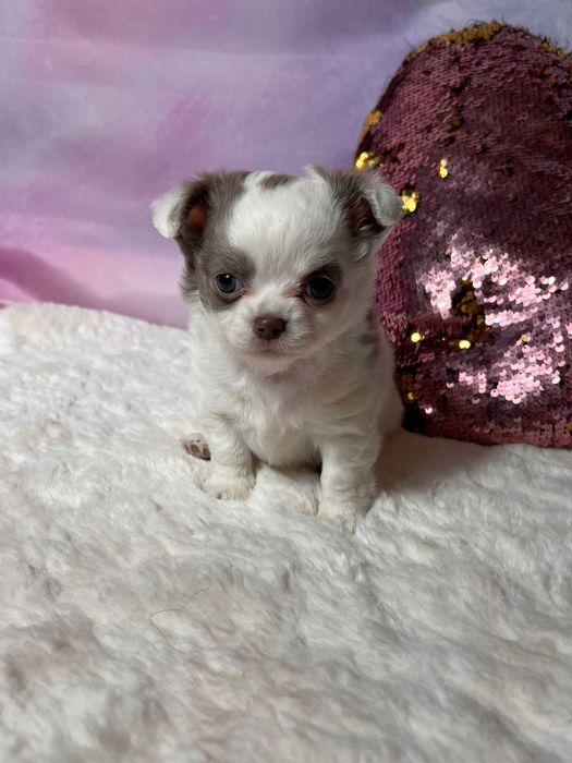 Suczka długowłosa Chihuahua Biało-czekoladowa szczeniak