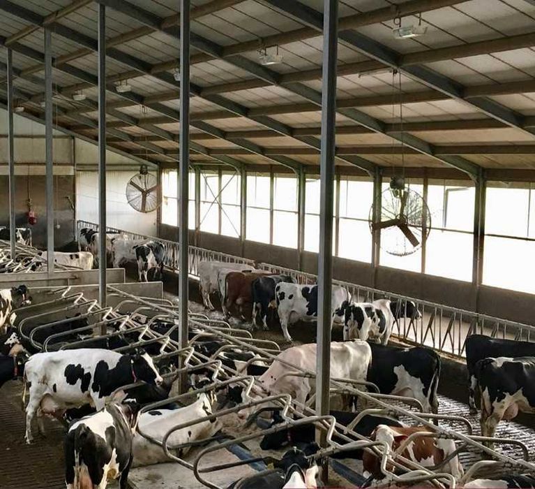 Multifan Wentylator Mieszacz powietrza koszowy fi 50, 71, 130 do obory