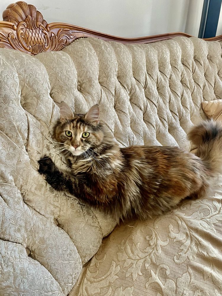 Kotka Maine Coon