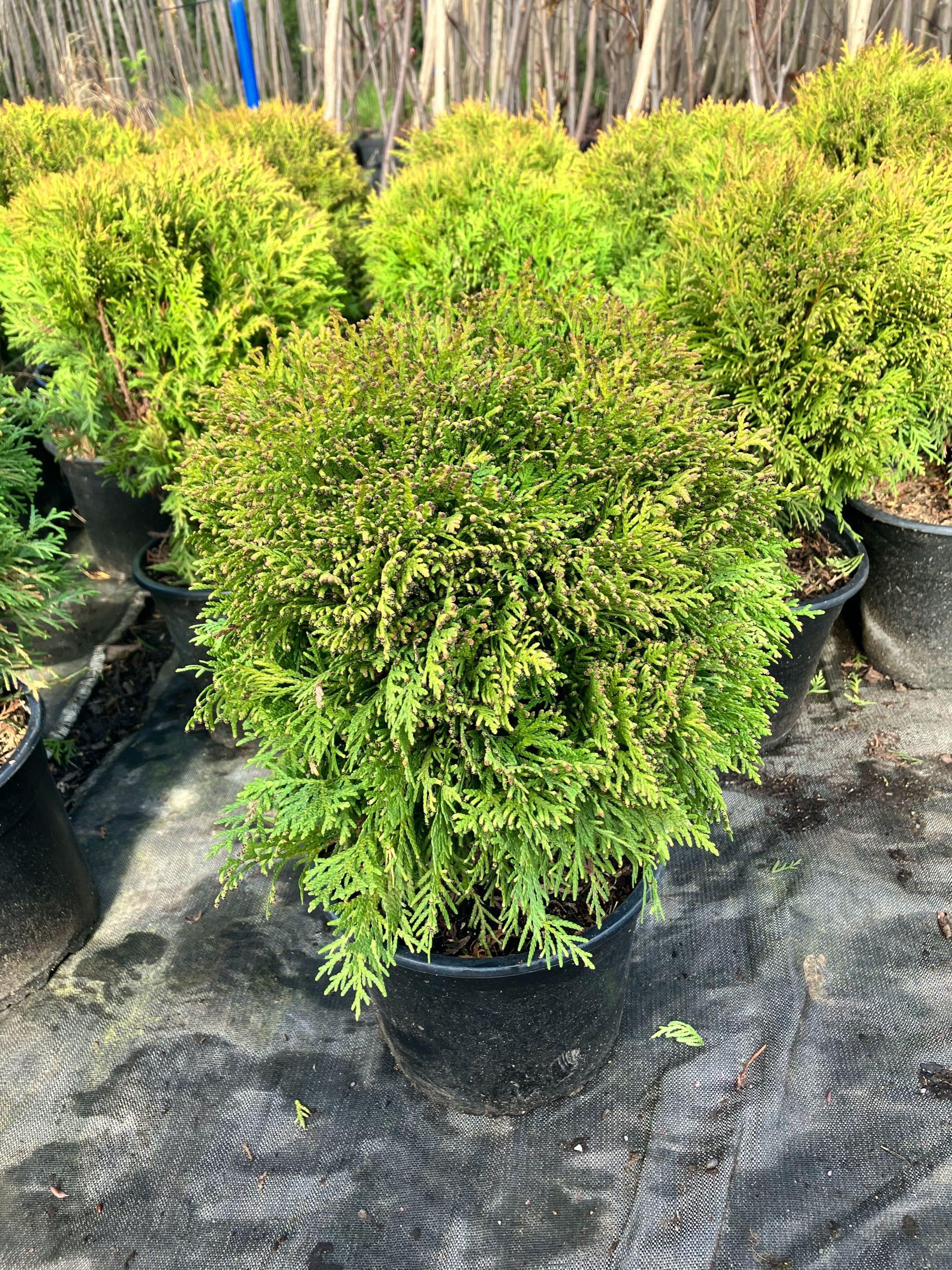 Thuja TUJA   Danica occidentalis