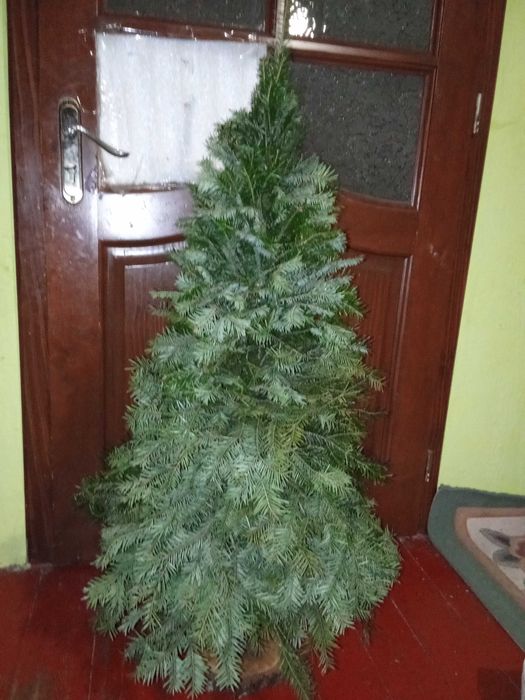 Ялиночки віночки