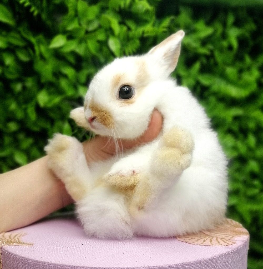 Карликовые мини кролики,міні кроленята, крольчата, цветной карлик