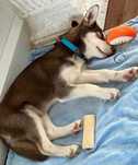 Szczeniak Husky Siberian Syberyjski