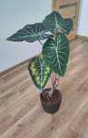 Alokazja (Alocasia) Pink Dragon wielka