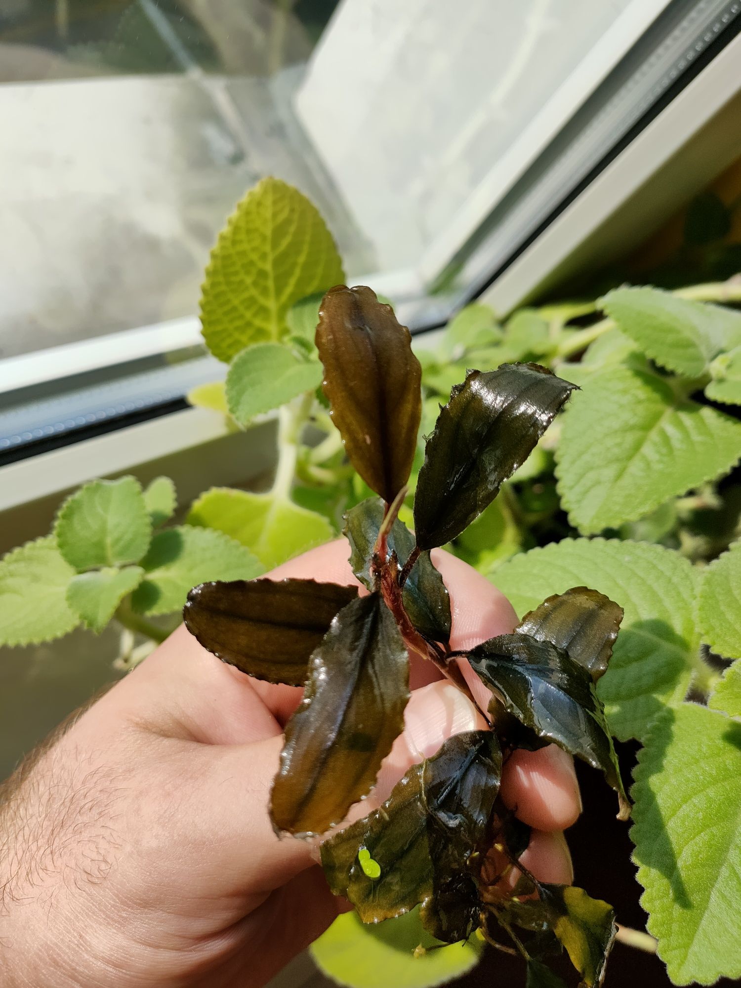 Bucephalandra Shine Blue