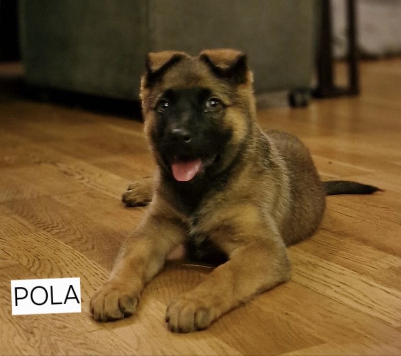 Szczeniaczek, suczka Pola urocza i bardzo mądra