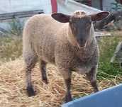 Borrega cruzada Suffolk - 4 meses