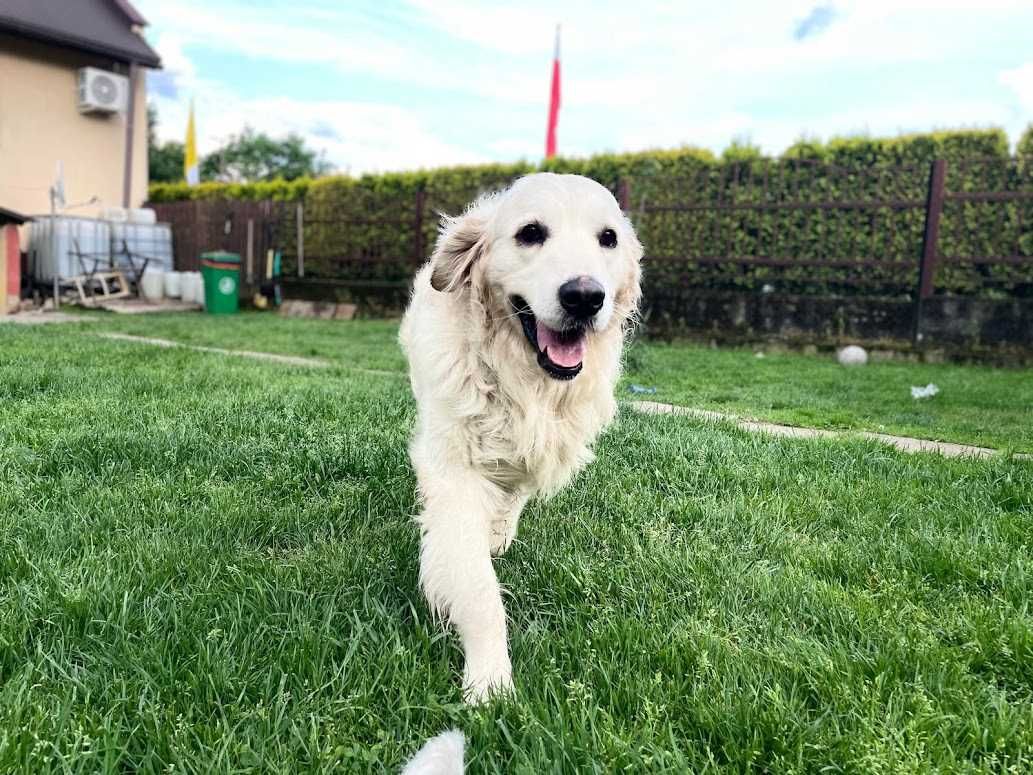 Szczeniak / piesek Golden Retriever Związek Kynologiczny FCI