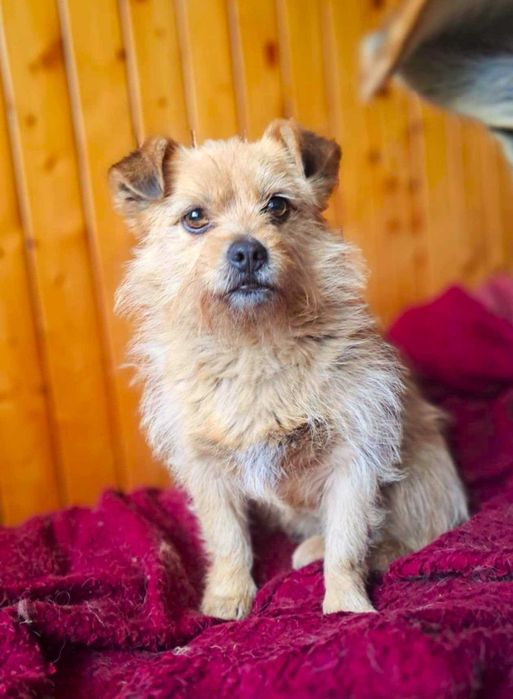 Maleńka, cudna, kochana, delikatna, bezdomna sunia prosi o dom