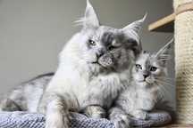 Wyjątkowa kotka maine coon, hodowla FPL