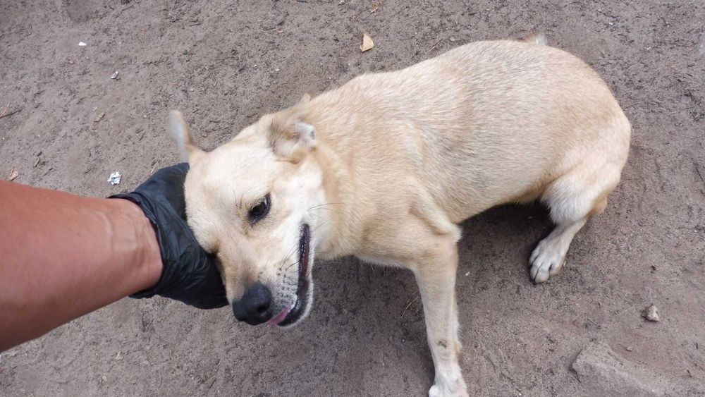 Rozbrykany Tymianek potrzebuje stabilnego domku na już