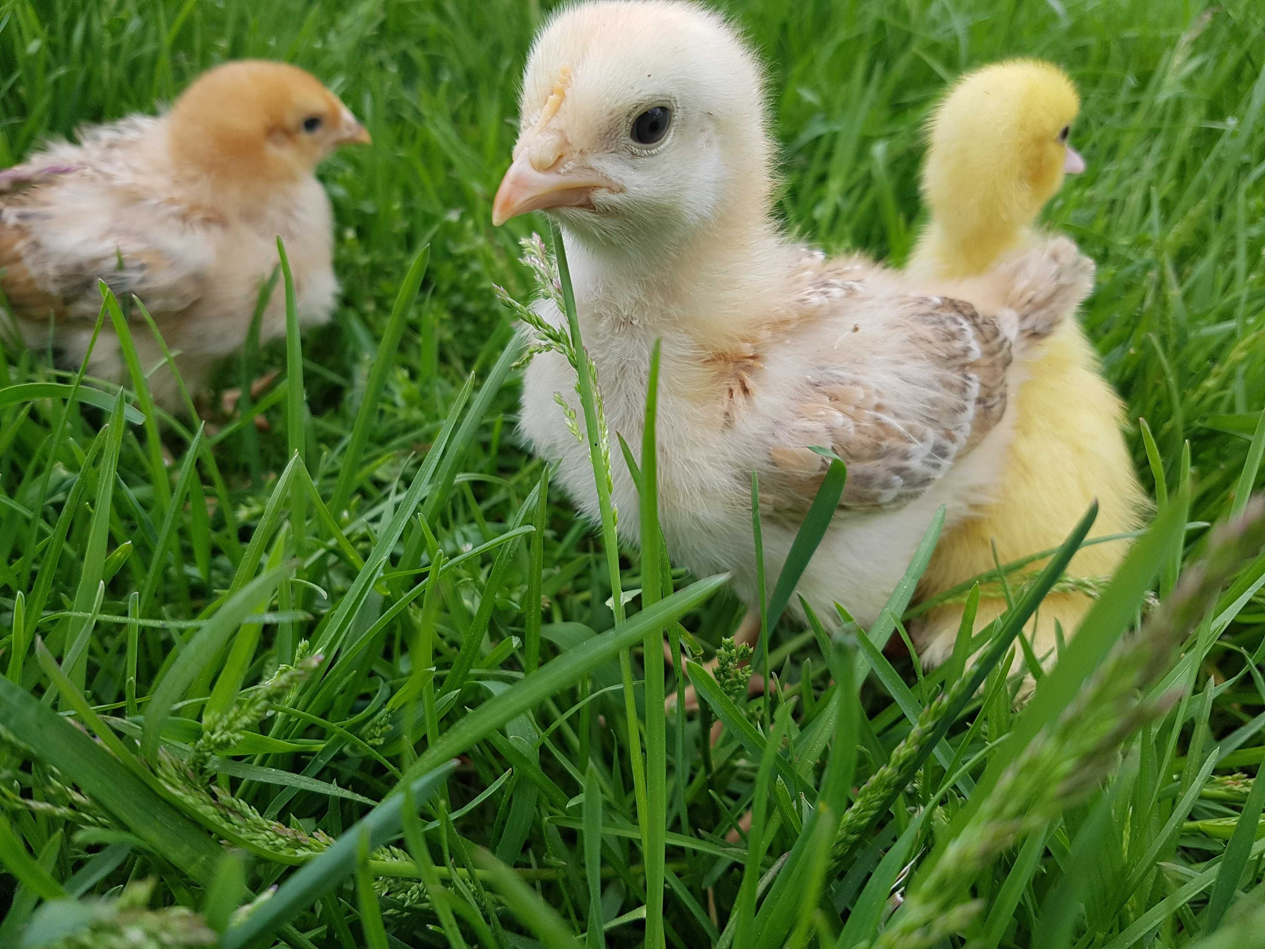 Kaczki pisklęta do odchowu różne mulard, pekin dostawa na miejsce