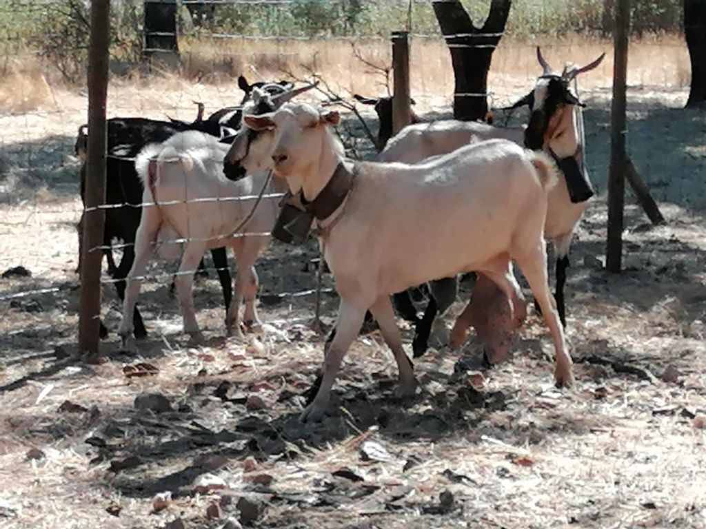 Cabras para venda