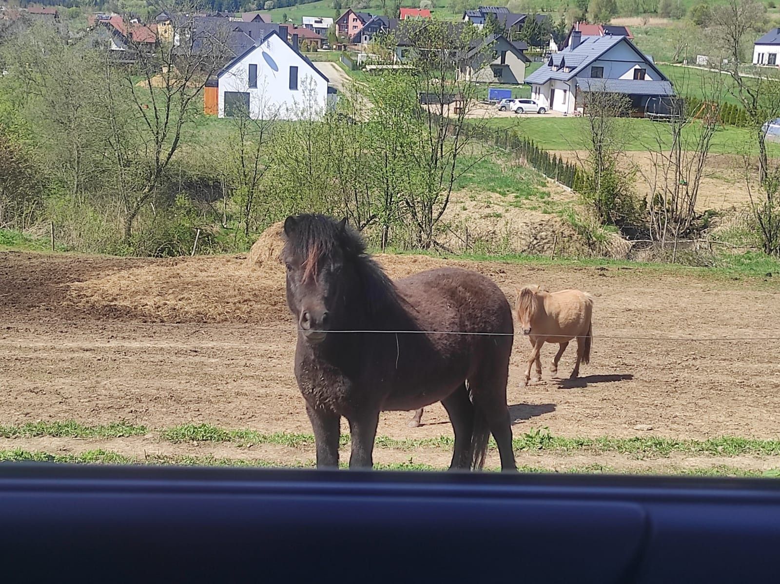 Kucyk na sprzedaż