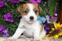 Piesek Jack Russell Terrier ZKwP FCI * Gotowy do odbioru*