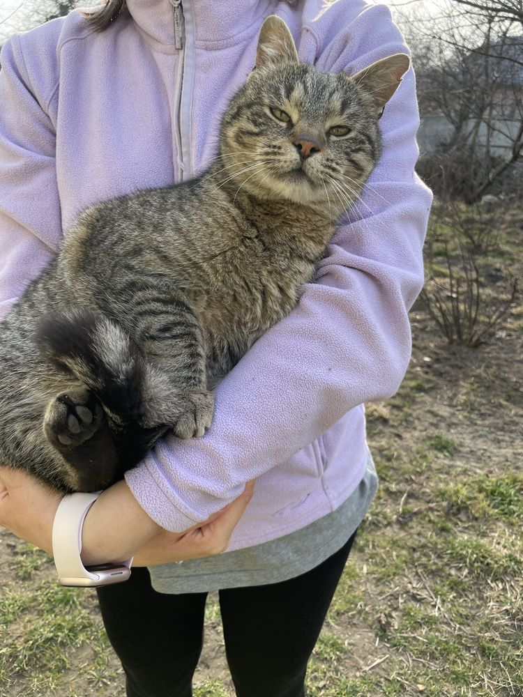 Котик трилапий у добрі руки
