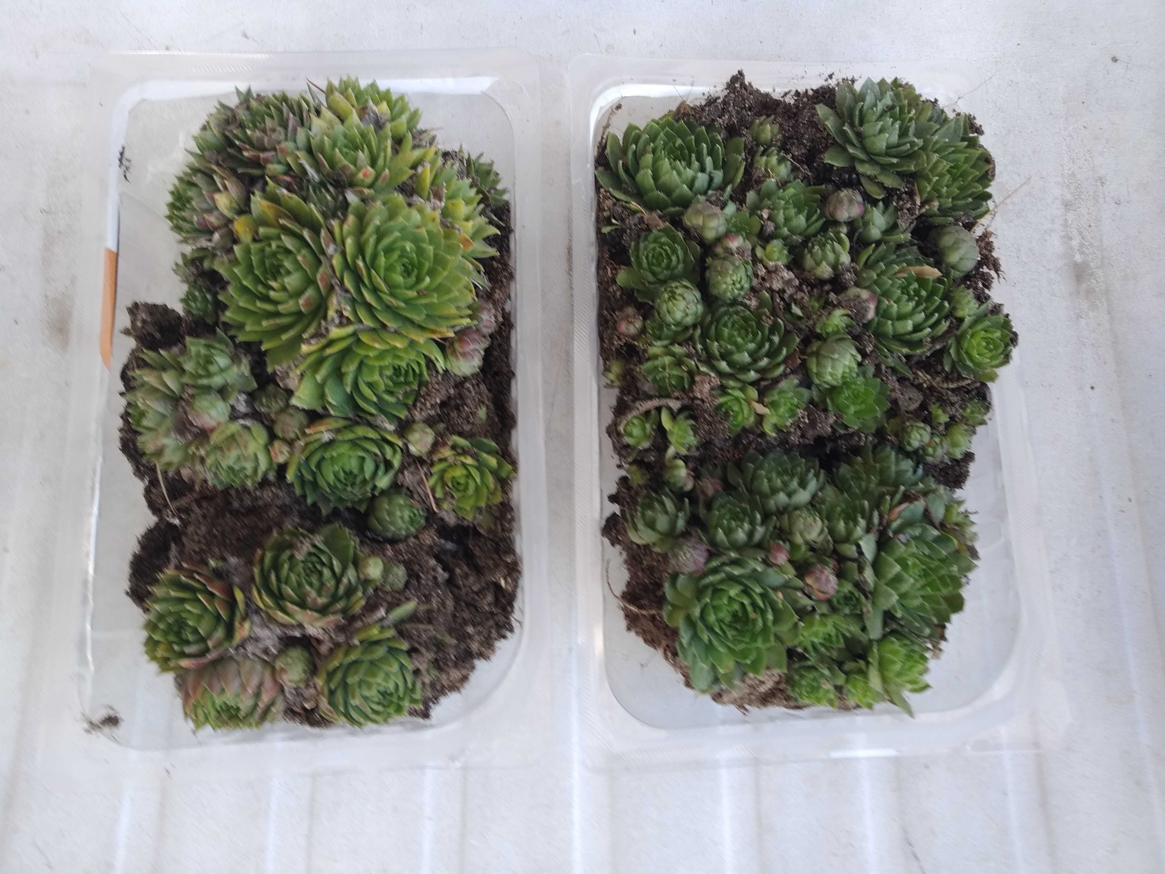 rojniki /sekulenty ogrodowe Jovibarba I Semperviwum