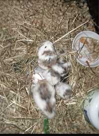 Hamsters bebe com 1 mes