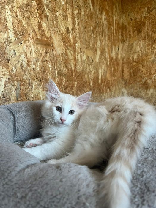 Gatinha Bosques da Noruega