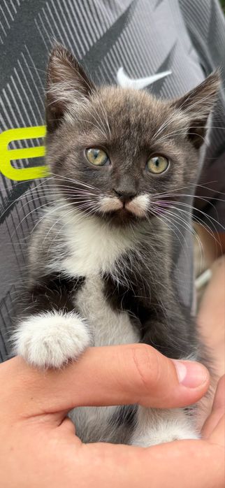 Кошенята шукають своіх котобатьків