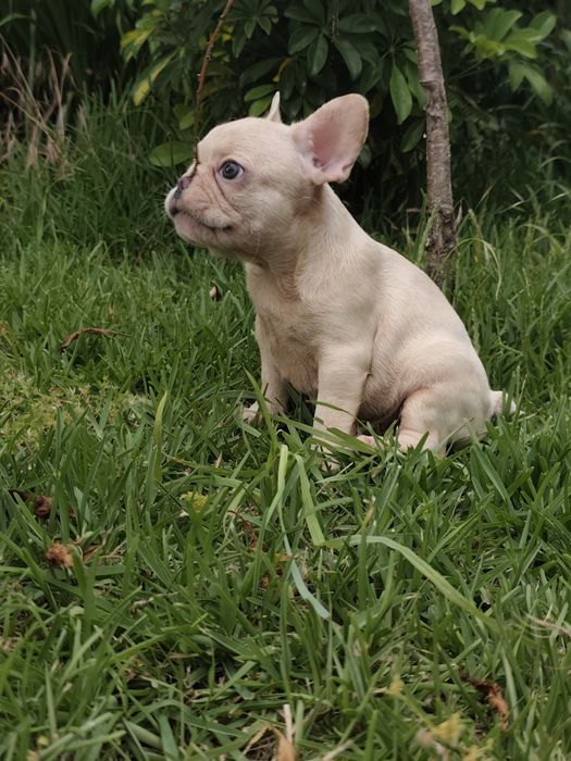 Buldogue francês femea