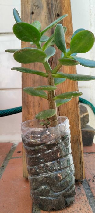 Suculenta Planta-Jade