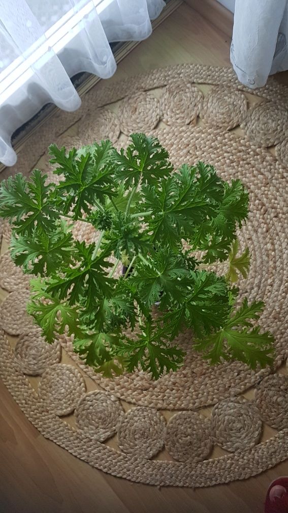 Sprzedam kwiatka geranium